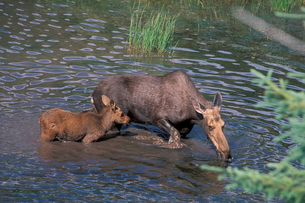 Glacier National Park - NPS Credit moose